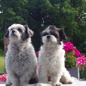 samen in de tuin
