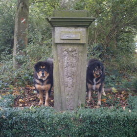 Tibetaanse Mastiffs
