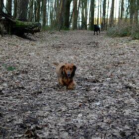 Neeltje in het bos