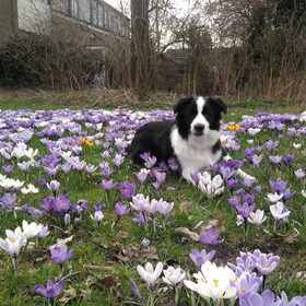Lente-kriebels!
