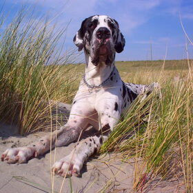 Dudley aan het strand,