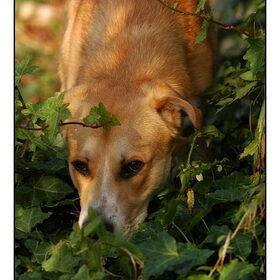 Goof in de Jungle