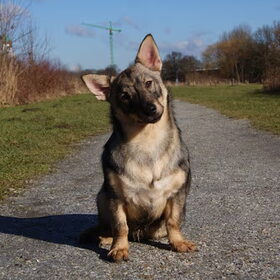 Tula op het pad