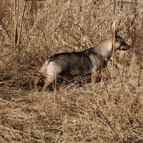 camouflage?