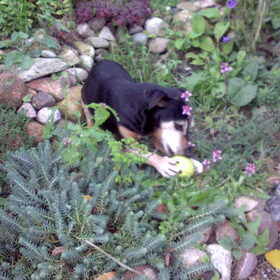 Jesse in de tuin