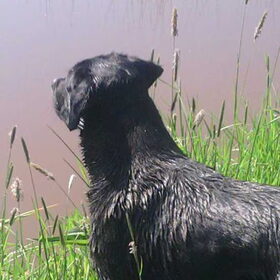 nousca ziet een ooievaar