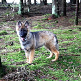 shana in het bos