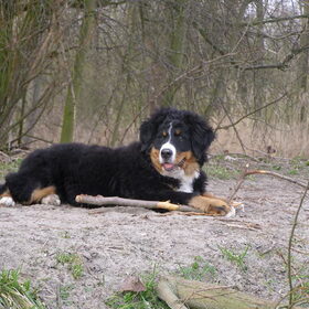 onze mooi Berner meid