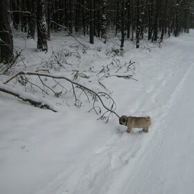 Bella in de sneeuw