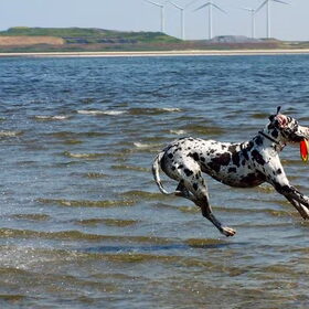 Dudley over het water