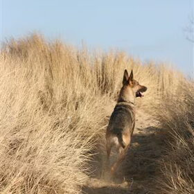ons heerlijke strand