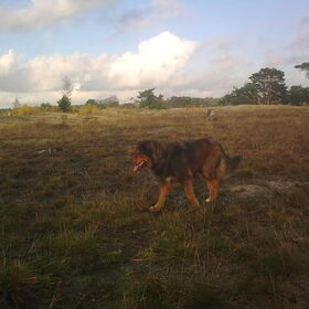 Charlie in Soester Duinen