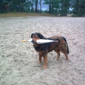 Charlie met paraplu in Soester Duinen