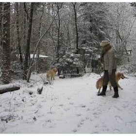 ardennen sneeuw