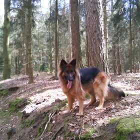 Sissi in het bos