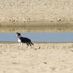 Mack on the beach