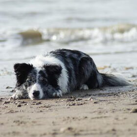 Shani op het strand