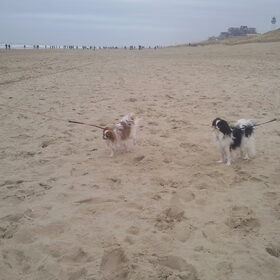 quinty en fleur op het strand