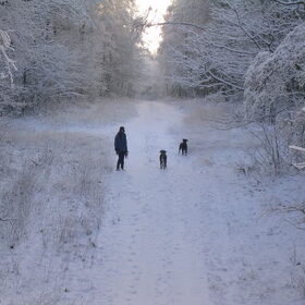sneeuw(b)engelen