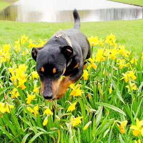 Bolletje springt de lente in