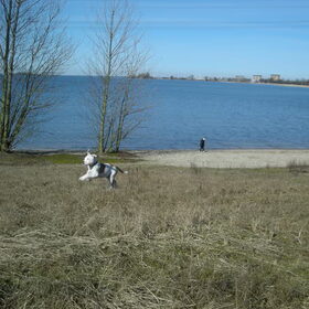 Dingo op het strand