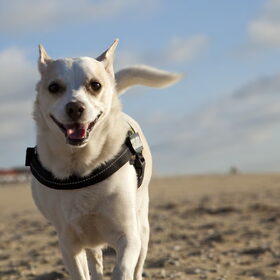 Micky in Scheveningen