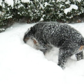 ff kijken of er gras onder de sneeuw ligt