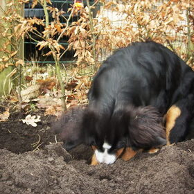 helpen boompjes planten