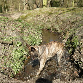 Watergraven