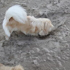 graven op het strand