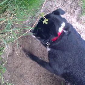 graven
