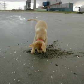 putje graven op het strand