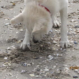 schelp begraven ???