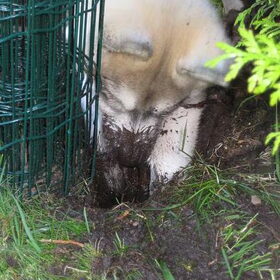 Gravende puppy in de modder