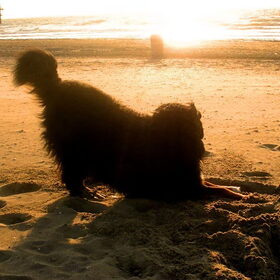 Mac Ghandor op Scheveningen