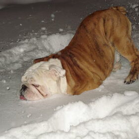 Tyson onze Engels Bulldog 2 jaar oud