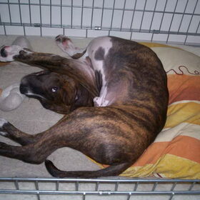 Bruno