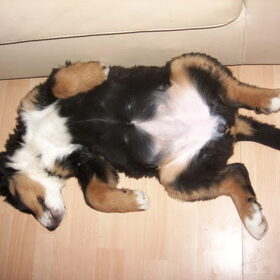 berner houding