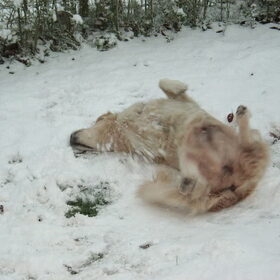 donja ligt lekker in de sneeuw