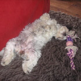 Angel op haar rug