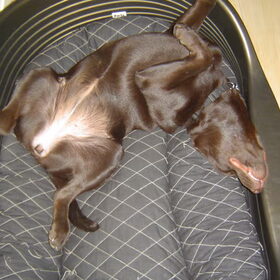 slapen in de mand
