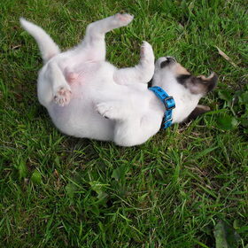 Melo in het gras.