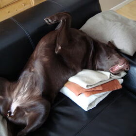 Laika aan het ... dromen...genieten?