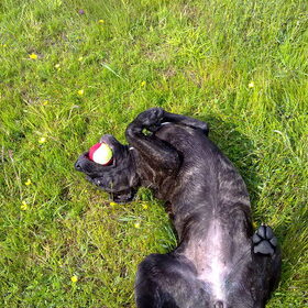 kenzy met bal