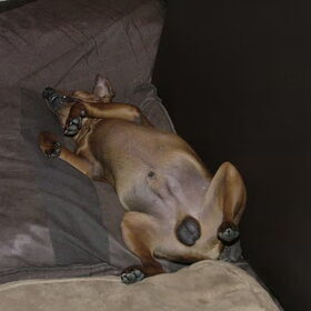 Liggende hond op zen rug met scheve kop (ozzy)