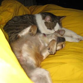 Hond en Kat...