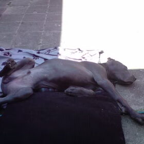 In de tuin