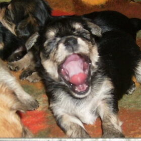 gaaaaapende pup (-;