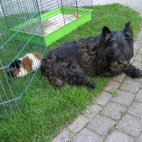 Lotje waakt over de cavia
