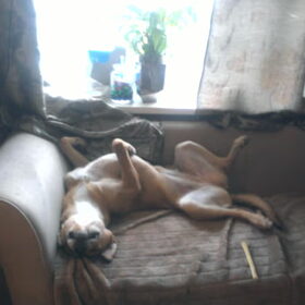 op haar rug